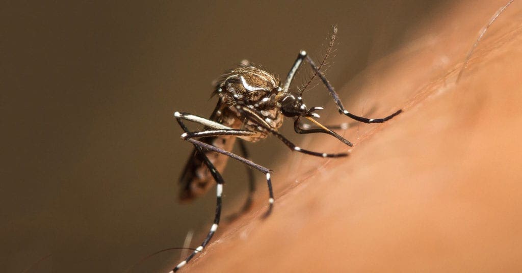 dengue